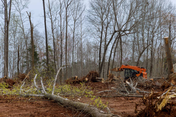 How Our Tree Care Process Works  in  Warrington, FL