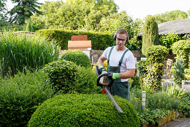 Professional Tree Services in Warrington, FL